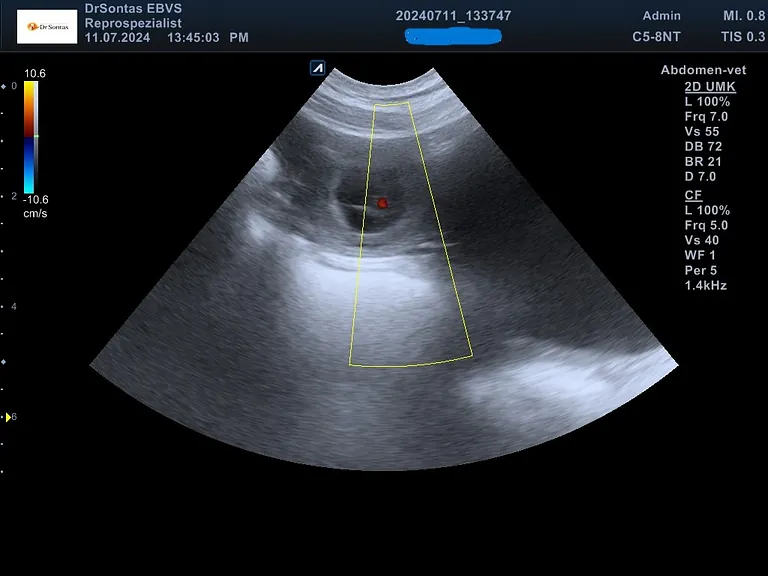 Ultraschallbild einer Trächtigkeit bei der Hündin